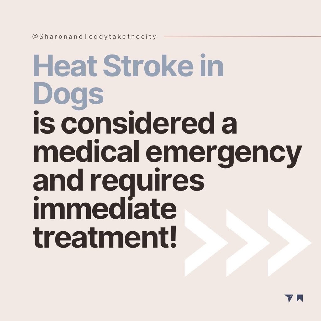 Heat Stroke In Dogs: The Signs, Treatment & How To Prevent It This Summer graphic