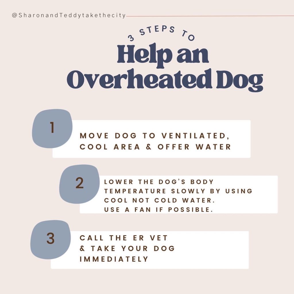 Graphic stating how to help overheated dogs who have heat stroke