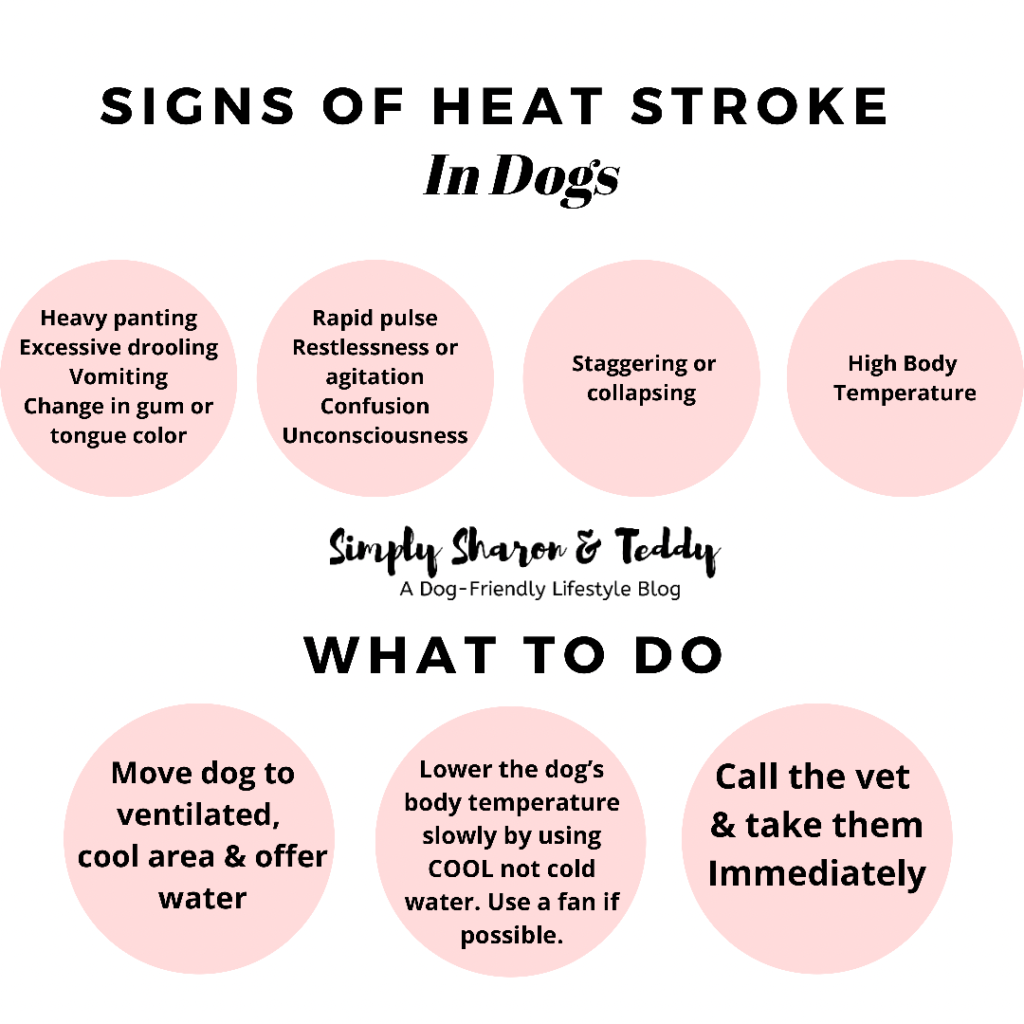 what-to-give-a-dog-with-heat-exhaustion