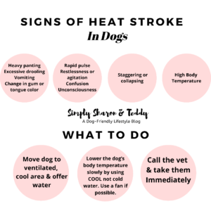 Heat Stroke In Dogs: The Signs, Treatment & How To Prevent It This ...