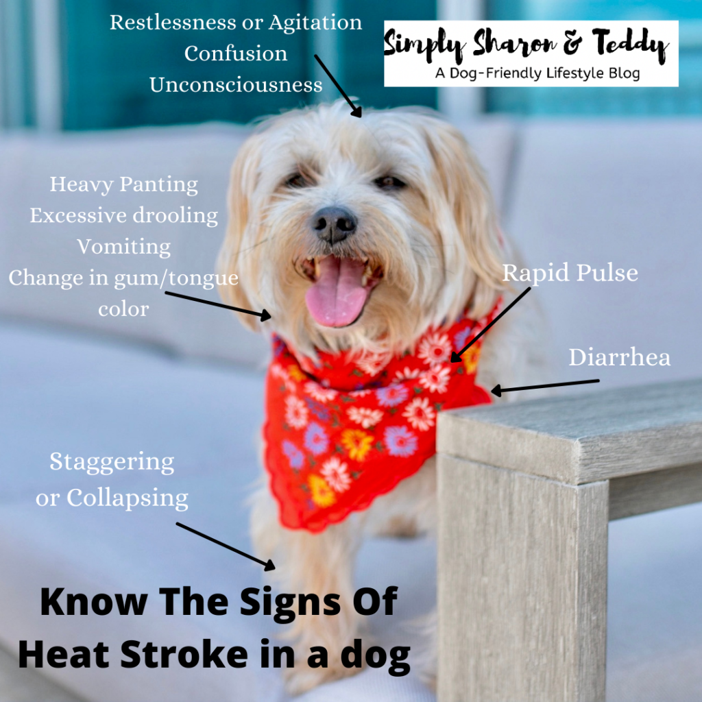 what to give a dog with heat exhaustion