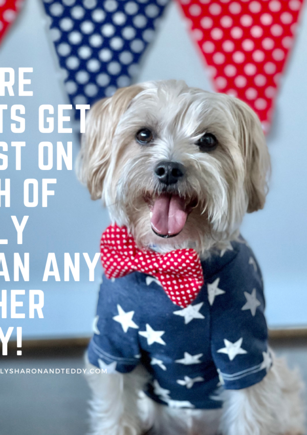 Tips To Keep Your Pet Safe And Calm On The 4th Of July