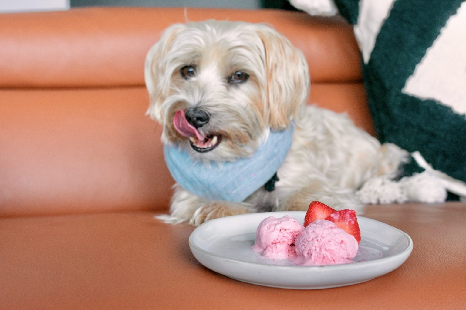 The Easiest Homemade DogFriendly Ice Cream Recipe Simply Sharon and