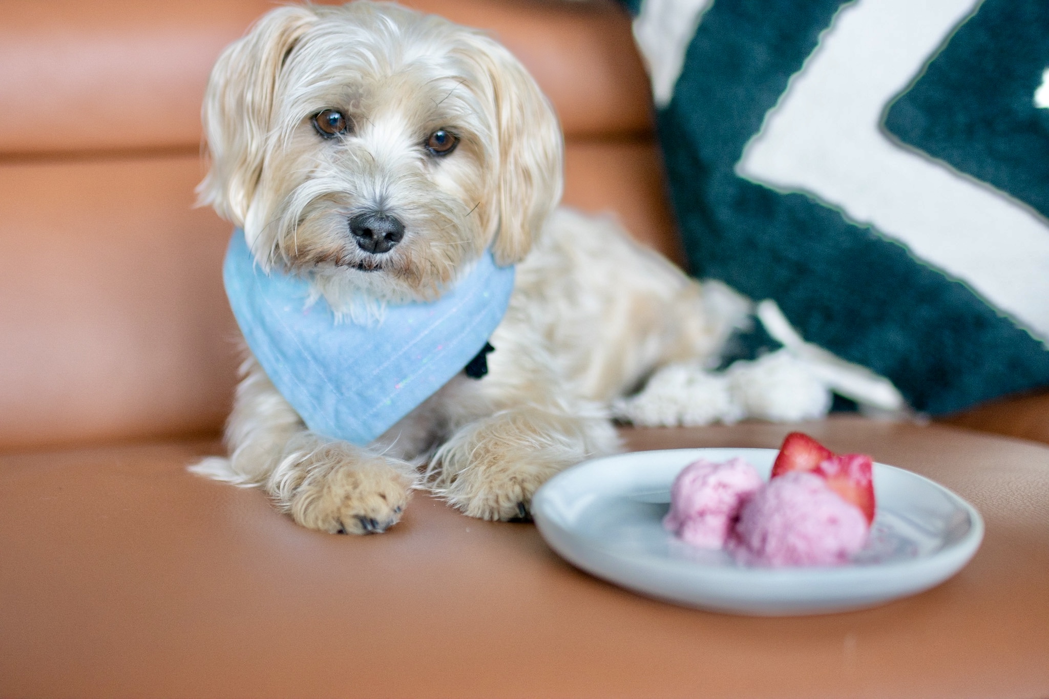 the-easiest-homemade-dog-friendly-ice-cream-recipe-simply-sharon-and