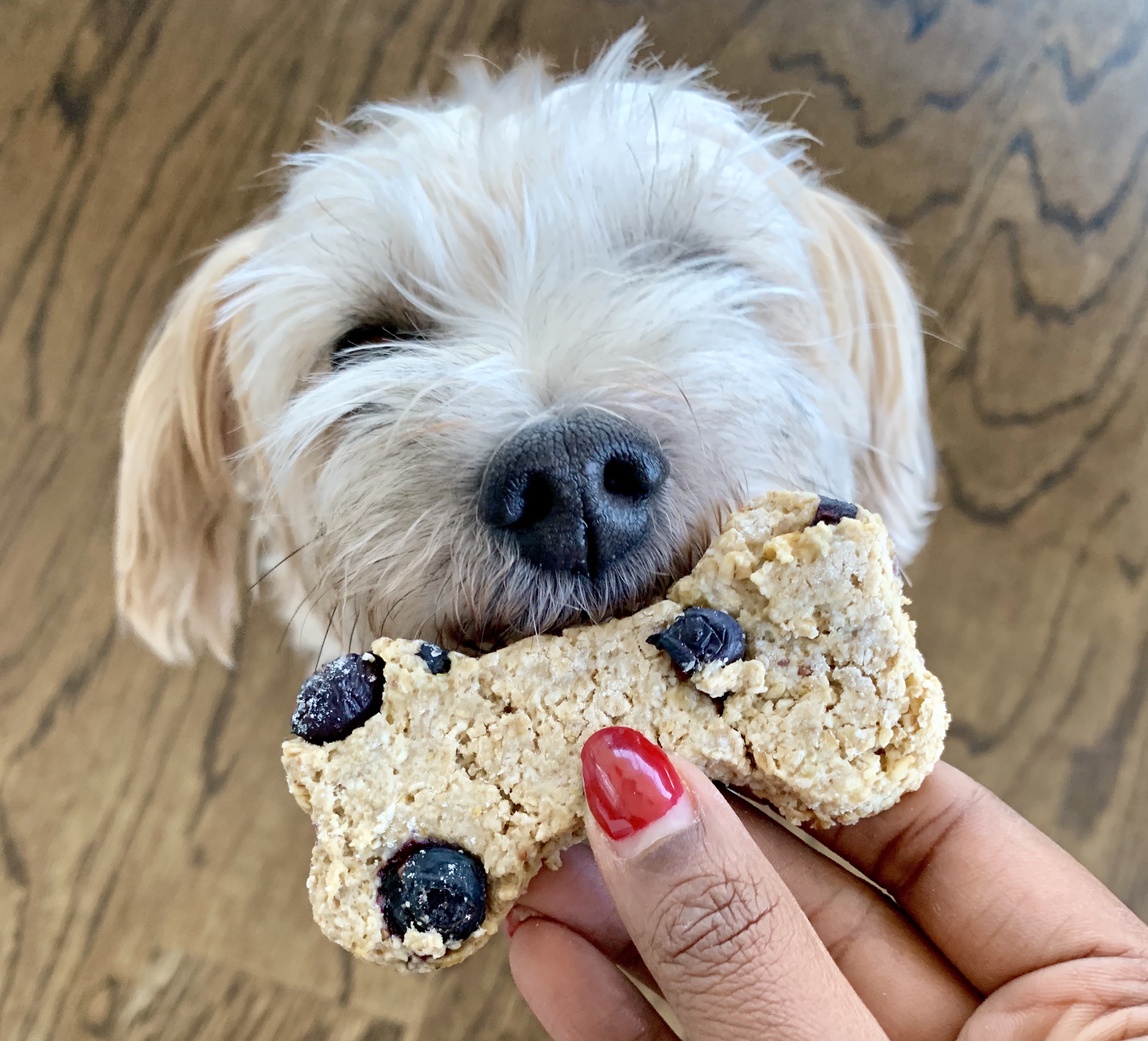 Simply Sharon and Teddy homemade blueberry dog treat recipe 