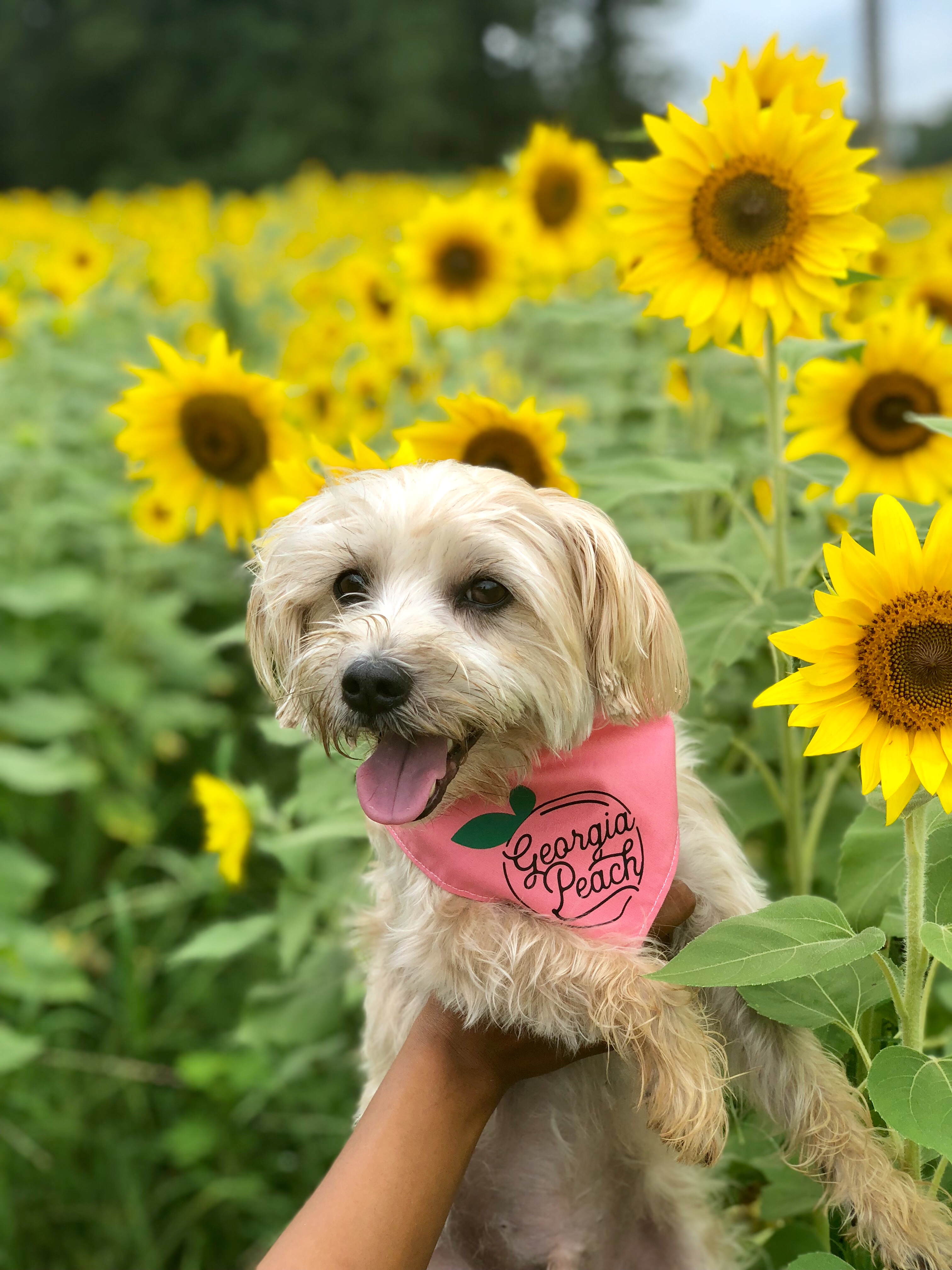 The Best Dog Friendly Farms in Georgia To Get Photos In A Sunflower Field -  Simply Sharon and Teddy