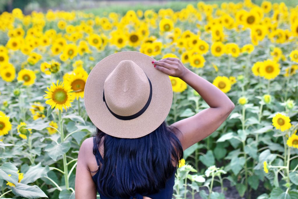 Simply sharon and teddy Prospect Farm sunflower field