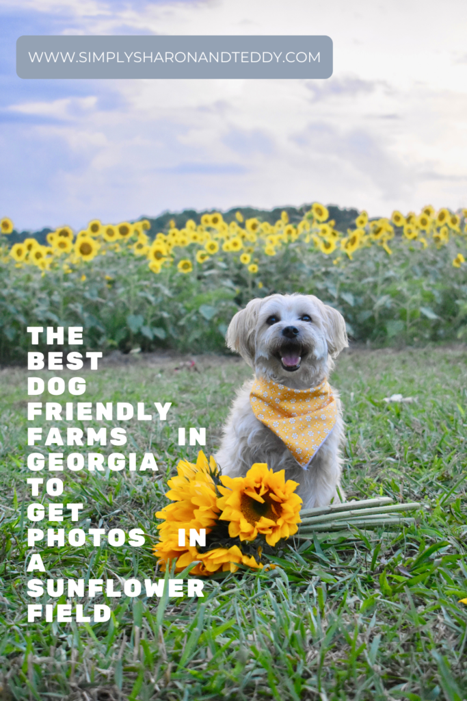 The Best Dog Friendly Farms in Georgia To Get Photos In A Sunflower Field pin 2