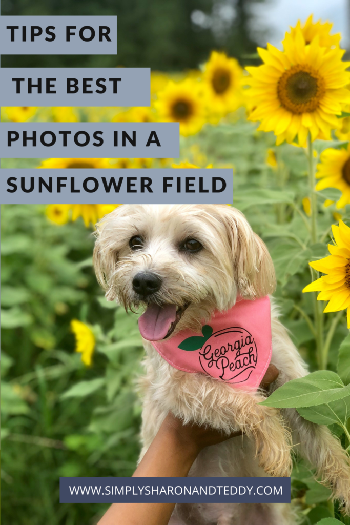 Tips for the best photos in a sunflower field pin 1