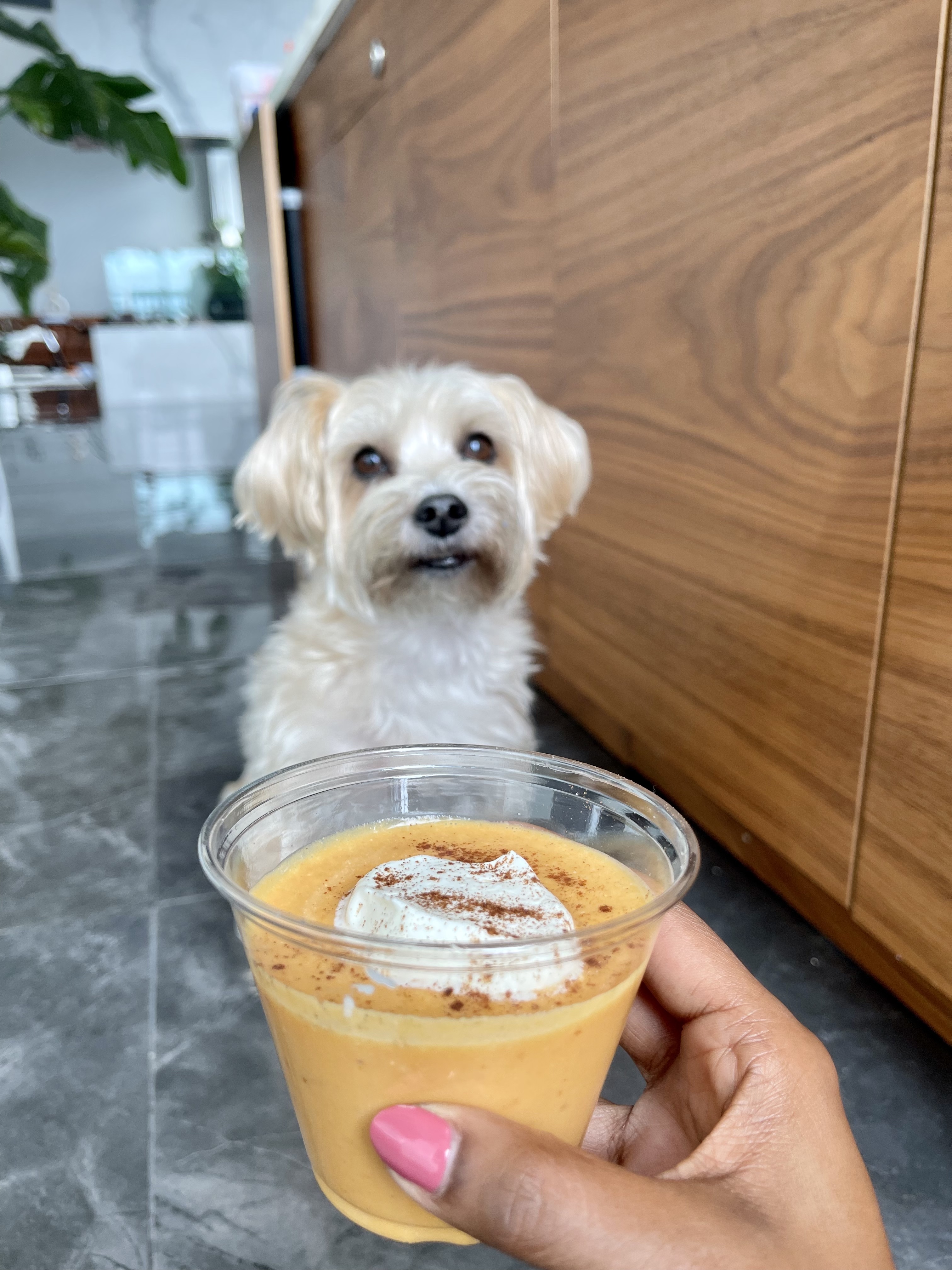 Healthy Pumpkin Spice Latte Recipe For Your Dog That's Easy To Make 2