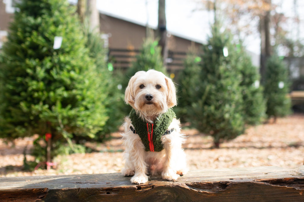 How To Celebrate The Holidays In Atlanta With Your Dog