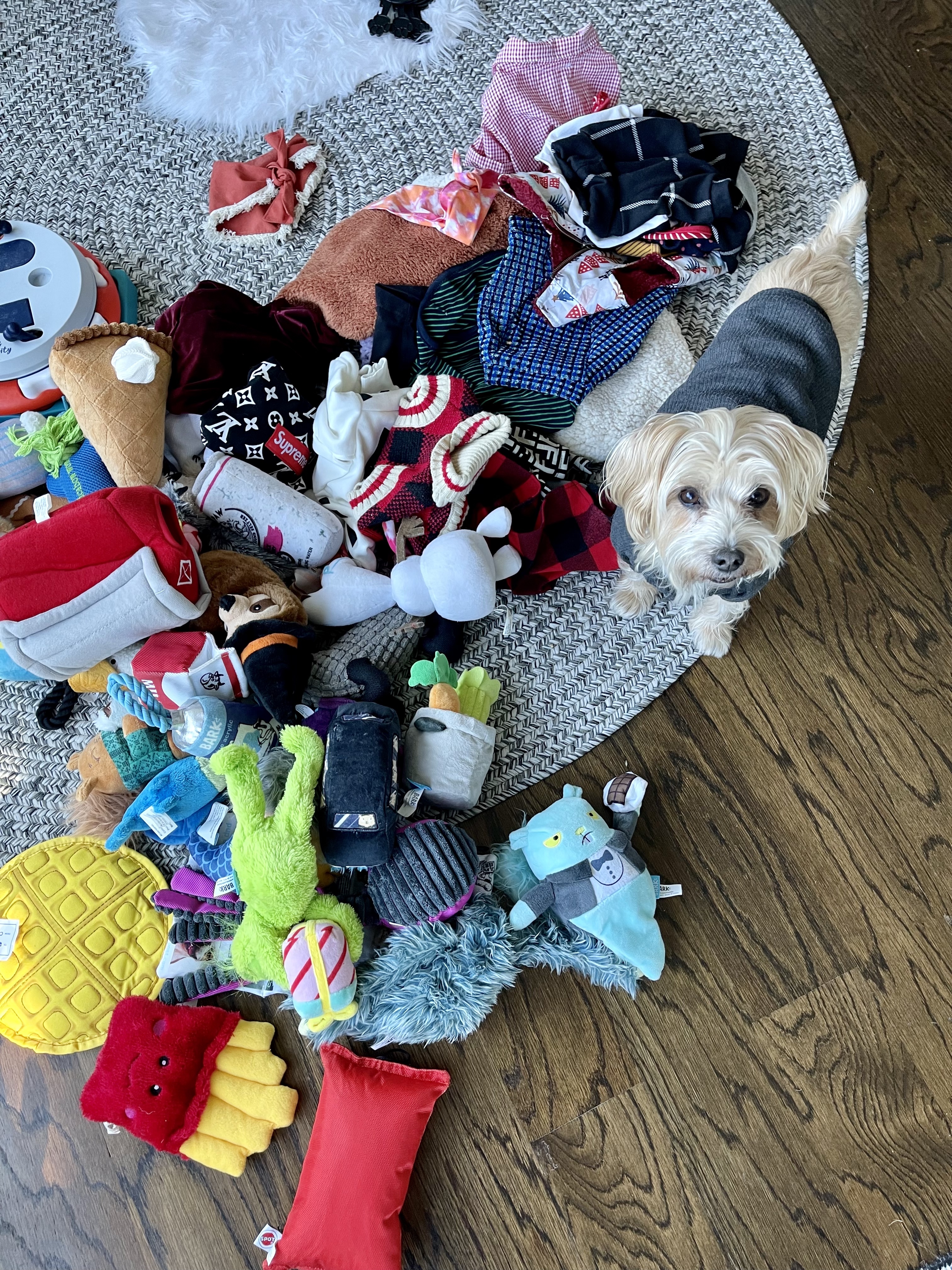 Declutter Your Dog's Closet Fast