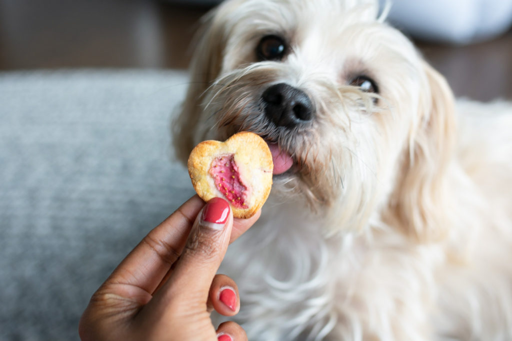 How To Make Healthy Dog Treat Recipe For Valentine's Day