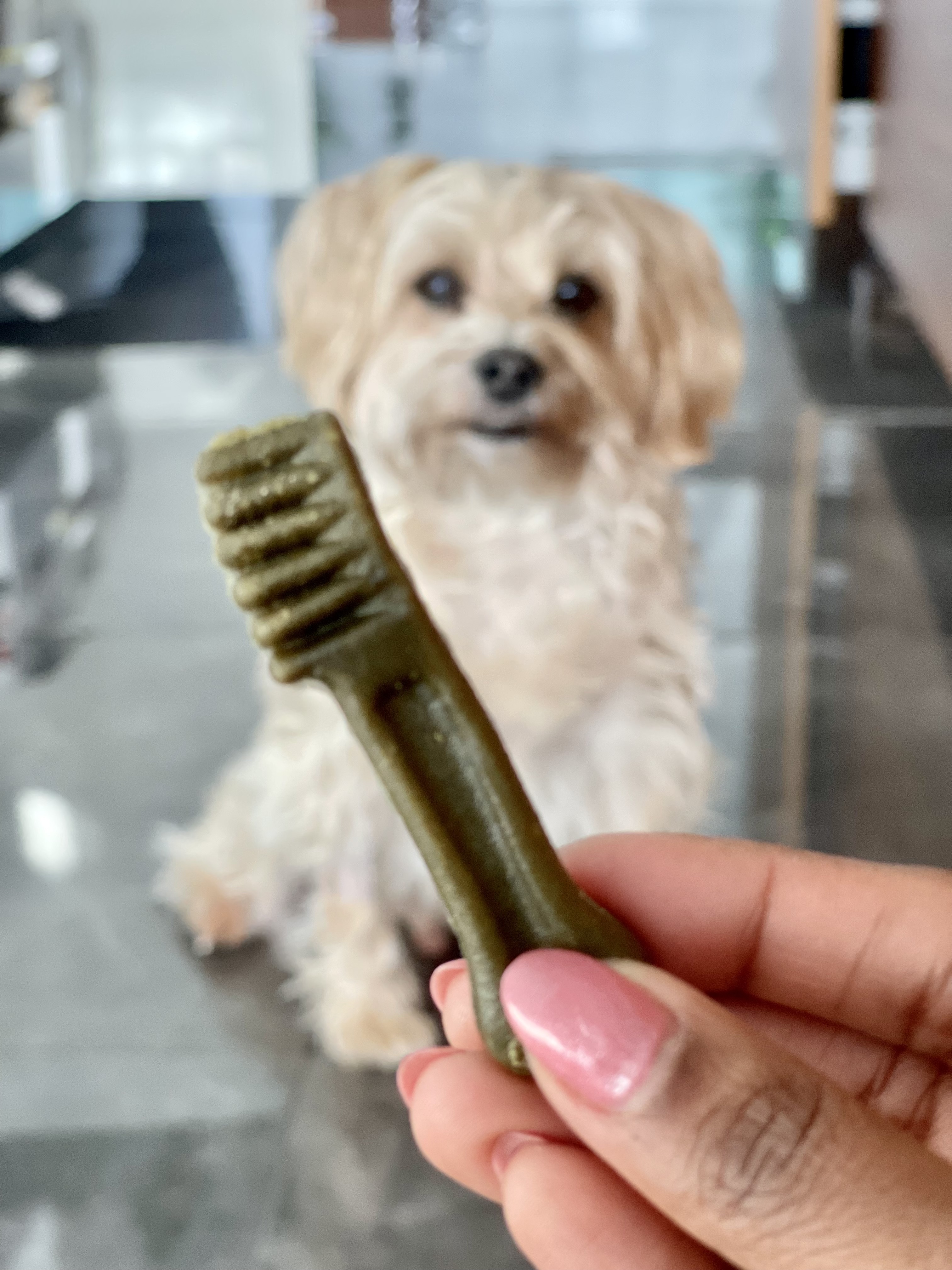 How To Clean Dog Teeth Without Brushing