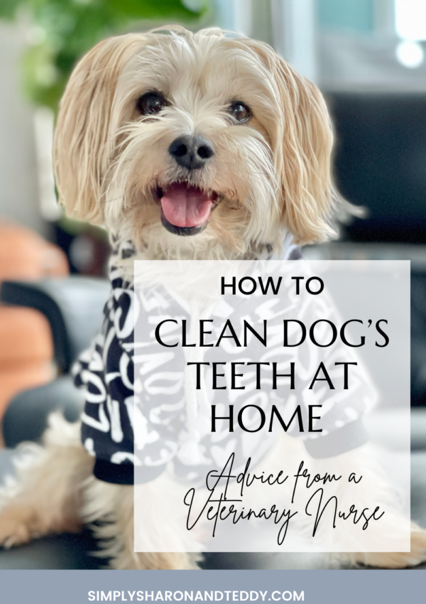How-To-Clean-Dogs-Teeth-At-Home-Advice-From-A-Veterinary-Nurse-