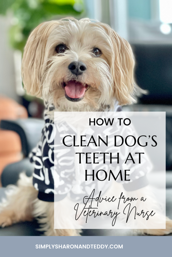 How-To-Clean-Dogs-Teeth-At-Home-Advice-From-A-Veterinary-Nurse
