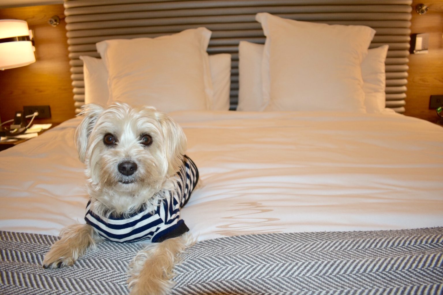 Ultimate Travel Guide To Dog Friendly Washington DC: Plan A Weekend ...