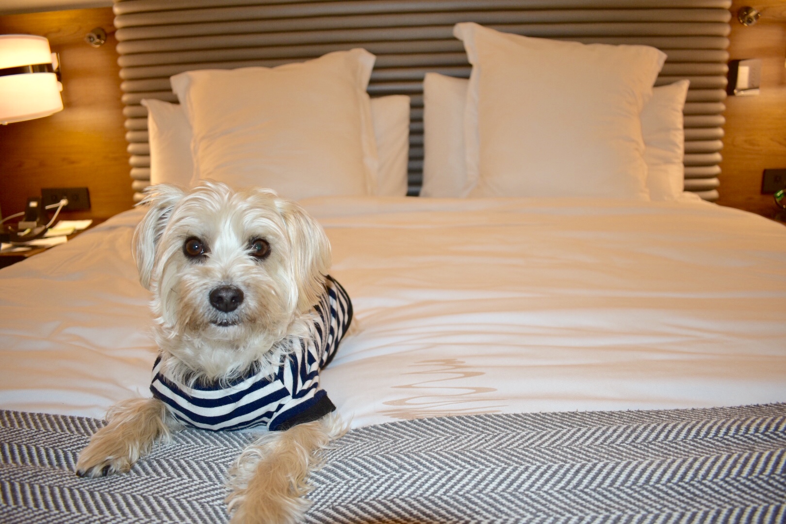 A dog lays in the bed of the Watergate Hotel. Ultimate Travel Guide To Dog Friendly Washington DC.