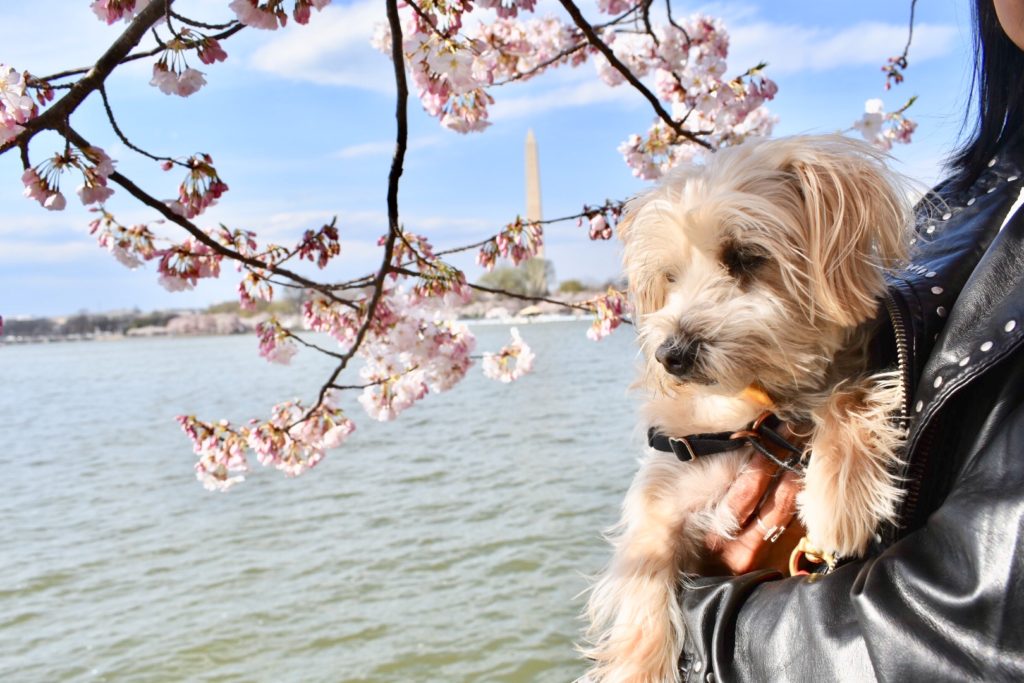 A girl holds her dog looking at the cherry blossoms in the Tidal basin of Washington, DC. Washington National Monument is visible in the background. 