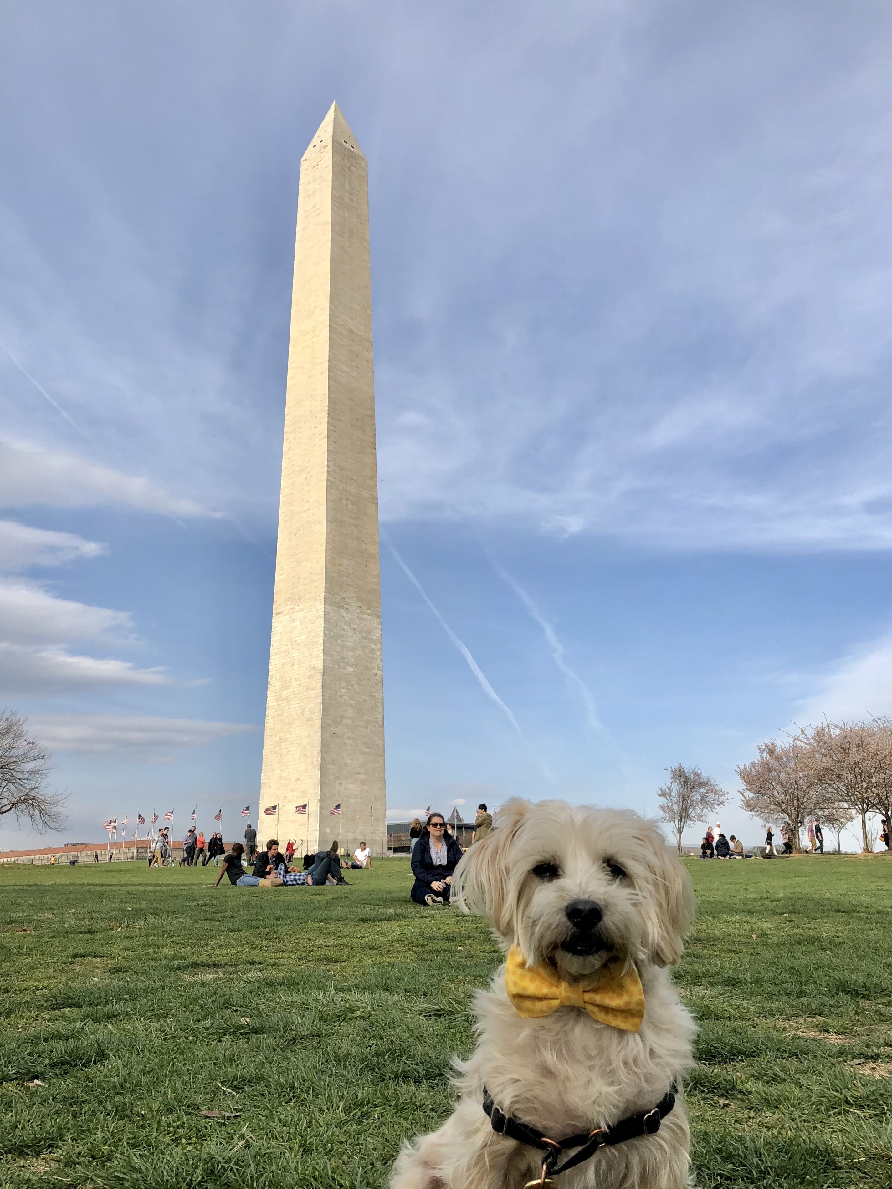 A dog is standing in front of the Washington National Monument on the National Mall.