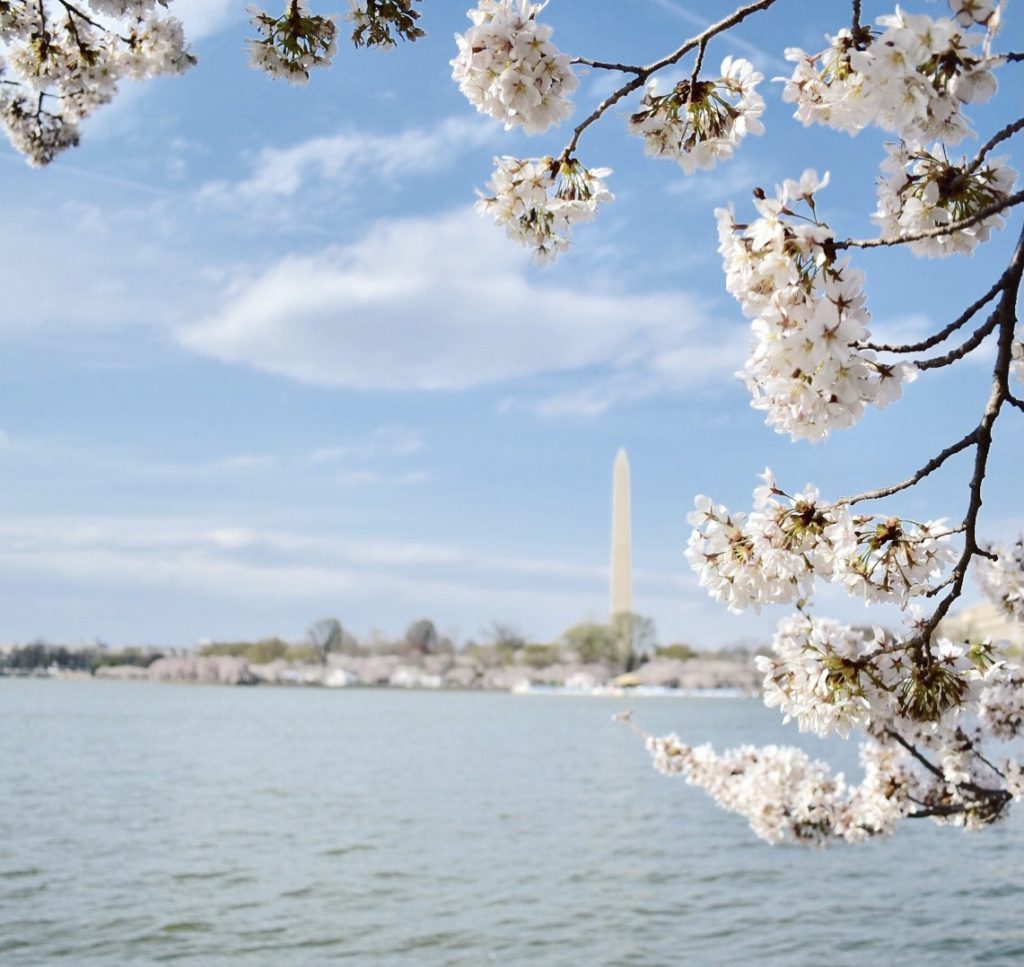 Cherry blossoms are visible in the Tidal Basin of Washington DC with the Washington National Monument  in the background. 