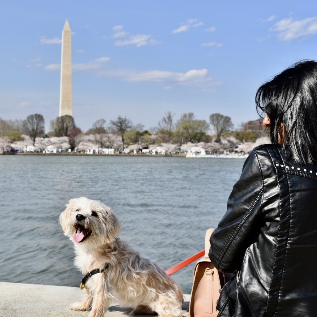 A girl and her dog over look the cherry blossoms in the Tidal basin of Washington, DC. Washington National Monument is visible in the background. 
