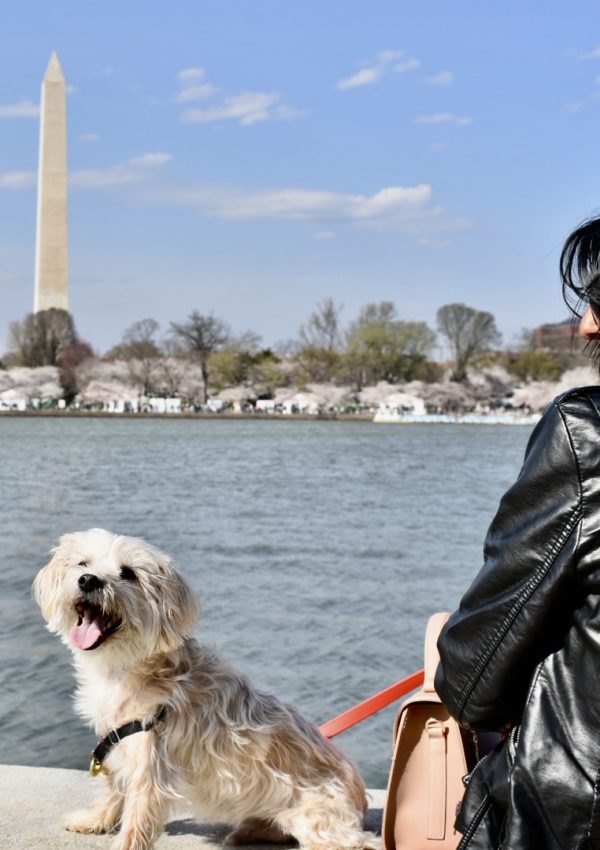 Ultimate Travel Guide To Dog Friendly Washington DC: Plan A Weekend Trip To Washington DC With Your Dog