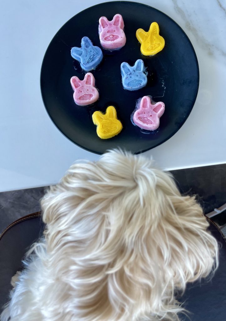 Teddy, a small tan dog looks at easter dog treats that look like frozen Peeps shaped like blue, yellow and pink bunnies