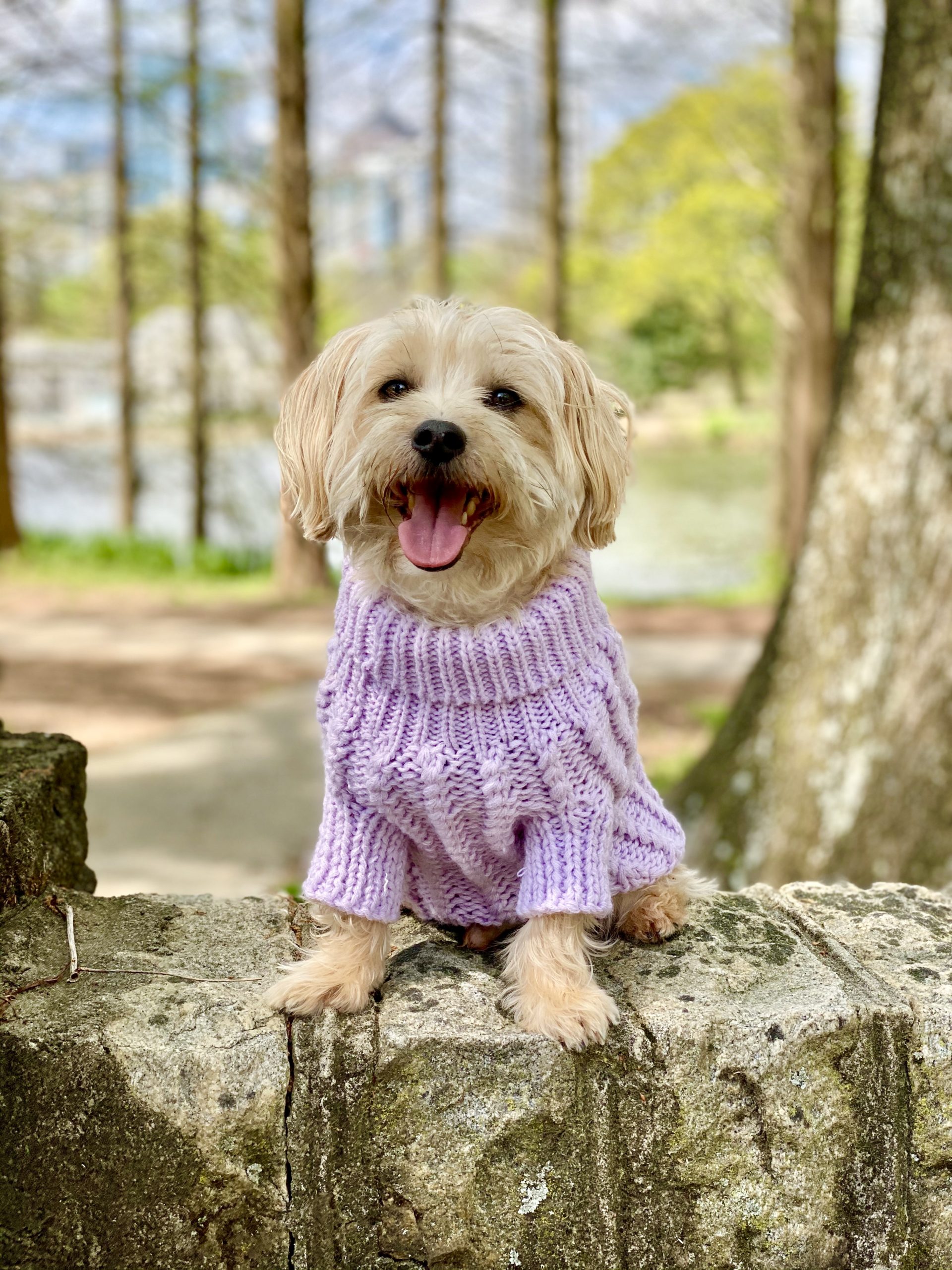 Simply sharon and Teddy Piedmont park teddy lilac sweater