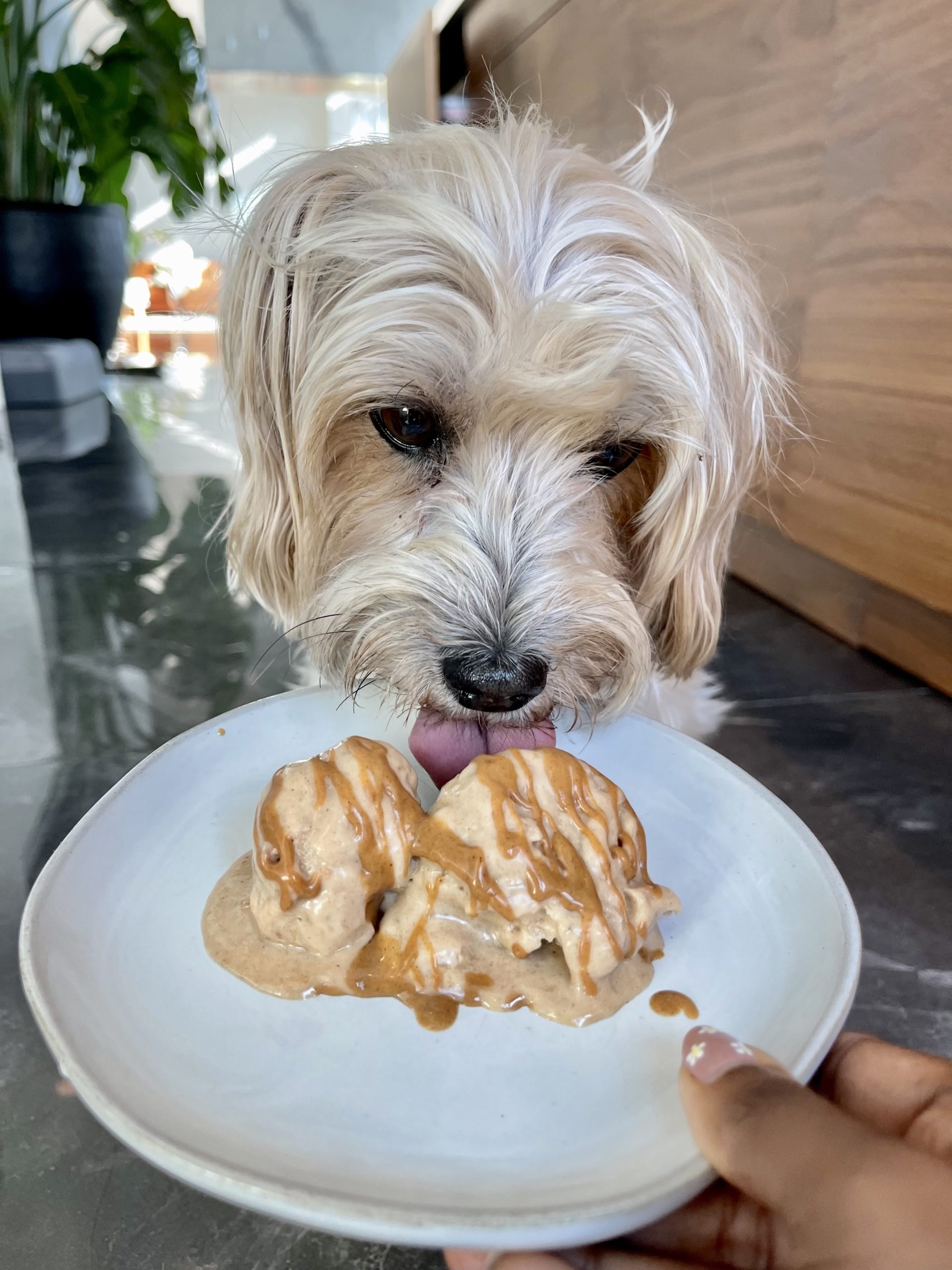 Teddy, a maltese/yorkie mixed dog licks peanut butter banana dog friendly ice cream