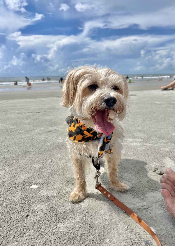 Teddy a small tan dog has his tongue sticking out at Isle of Palms Beach in Charleston SC