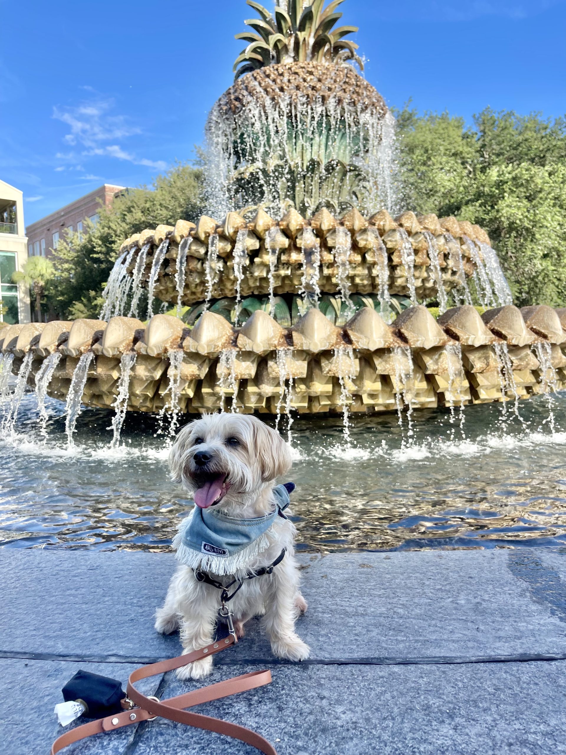 Teddy, a small tan dog sits in front of the Pineapple Fountain in Waterfront Park in Charleston SC