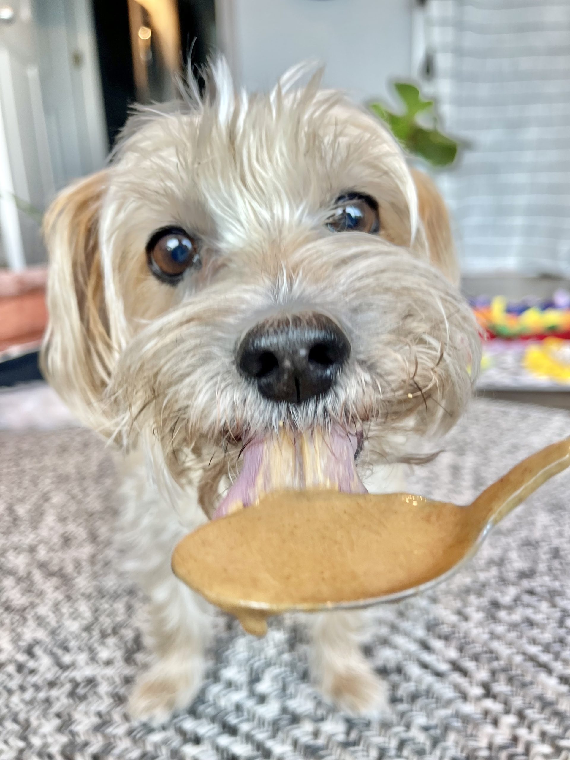 why-do-dogs-lick-their-paws-after-eating-peanut-butter