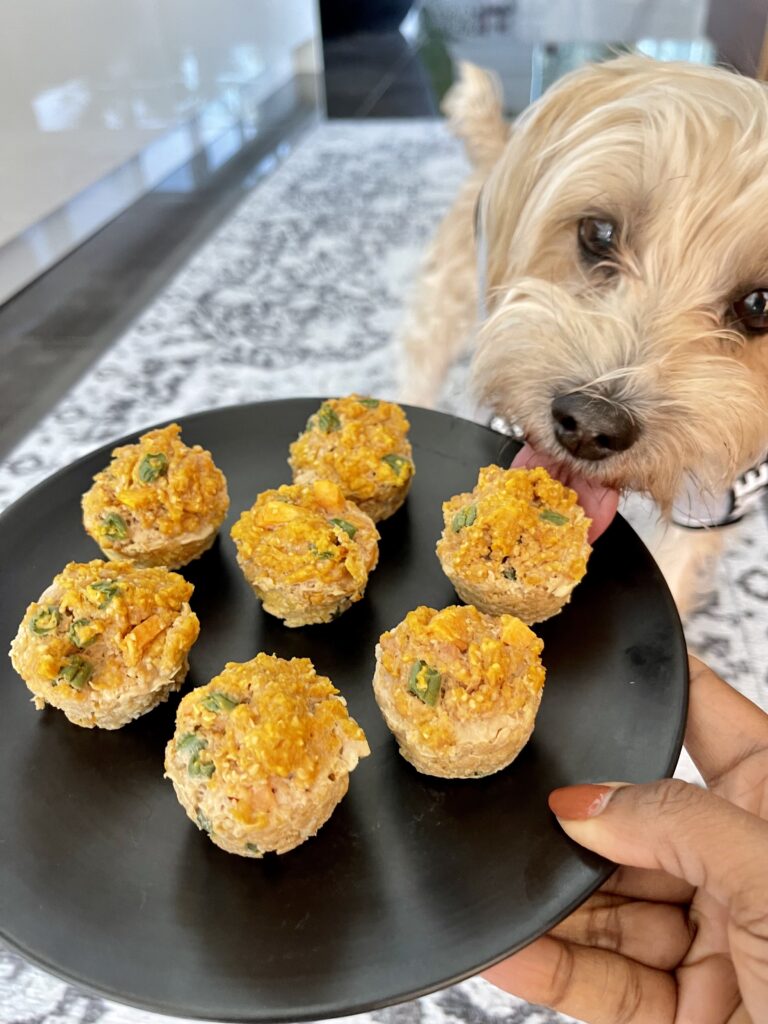 A small tan dog licks a plate of thanksgiving dog treats