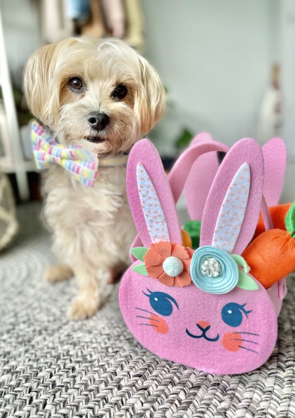 Teddy a small tan dog sits next to a Easter basket with a bow tie that has Peeps on it.