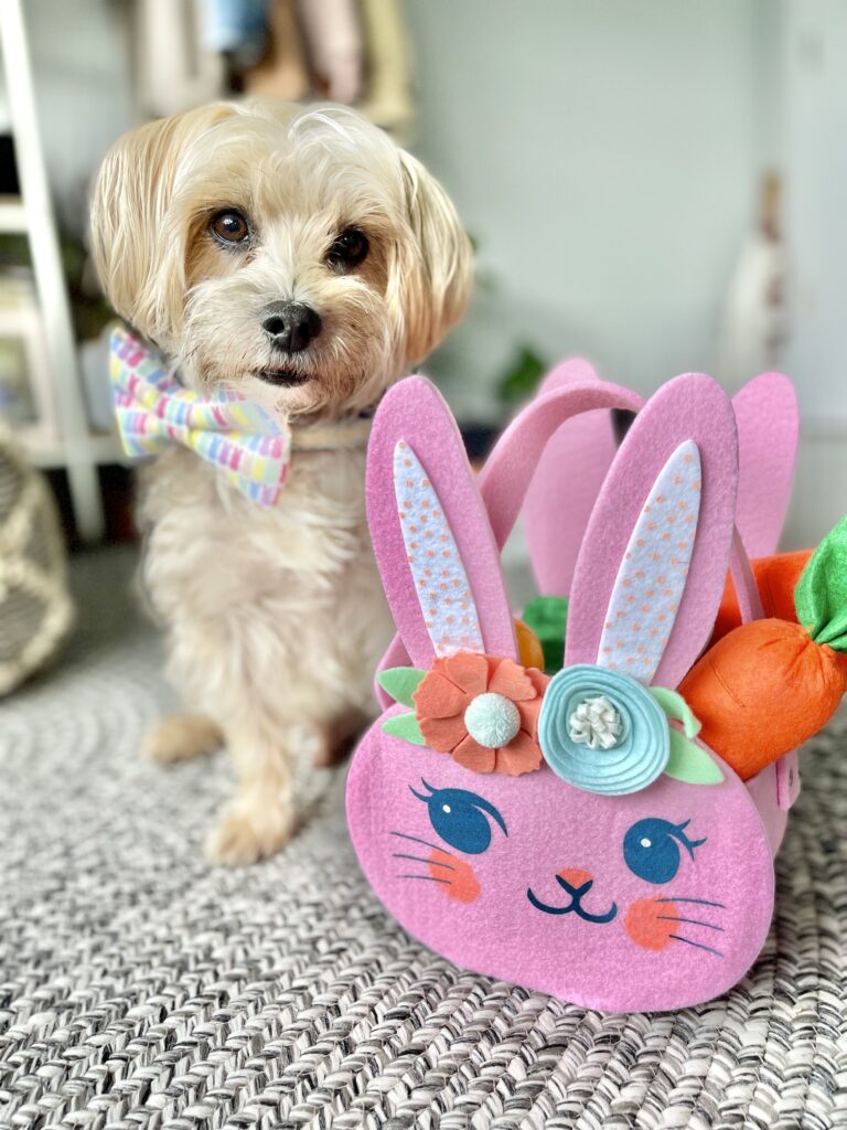 Teddy a small tan dog sits next to a Easter basket with a bow tie that has Peeps on it.