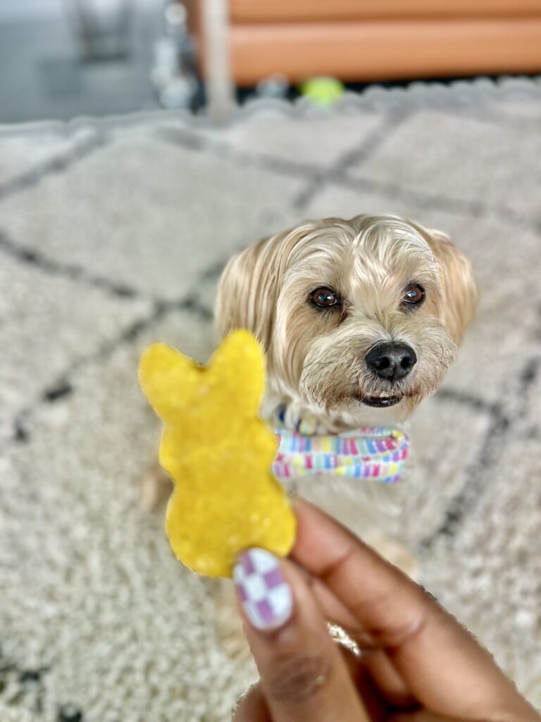A yellow peep-shaped dog treat is held in front of Teddy a small tan dog