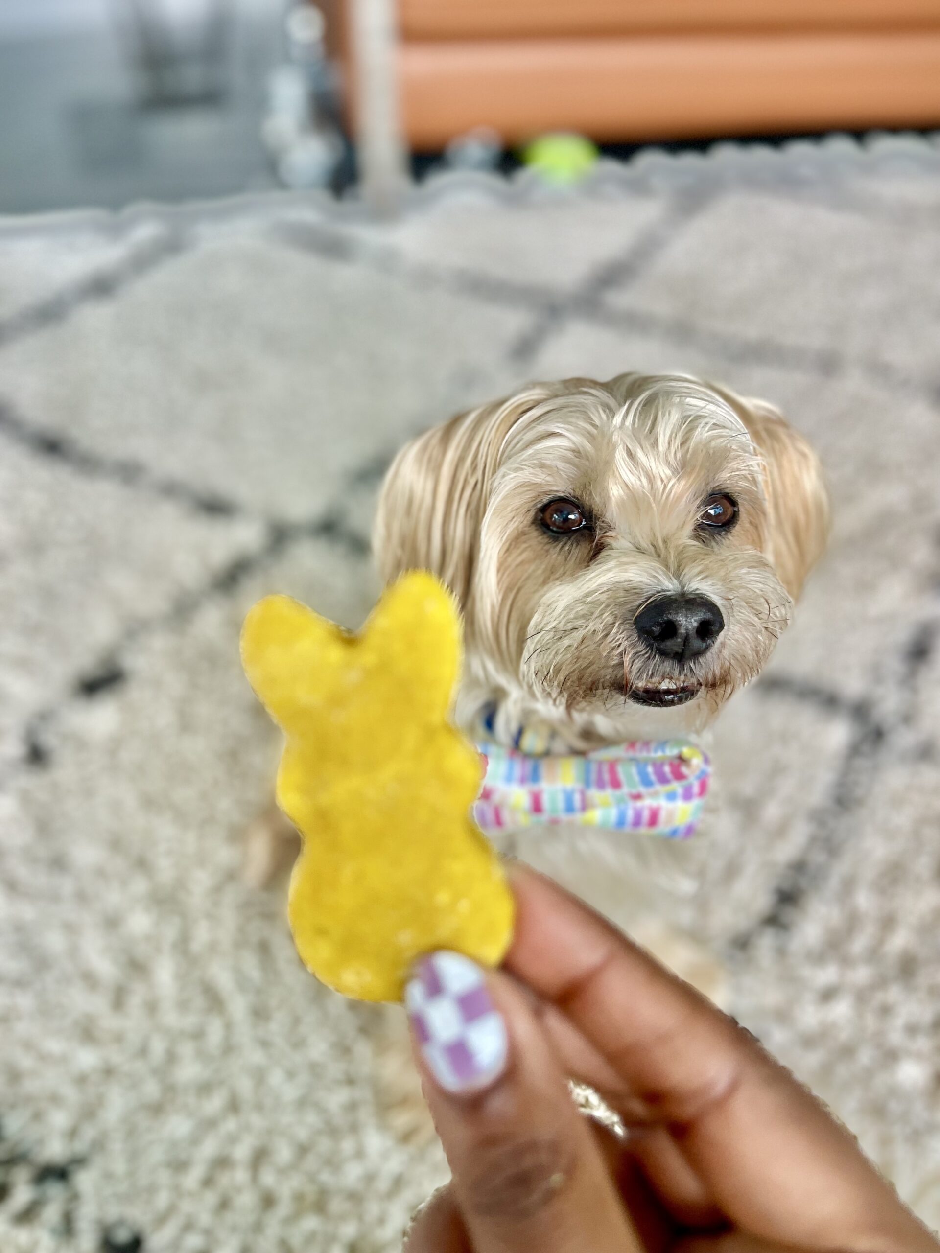 Easter Dog Treats How To Make Homemade Peeps Dog Treat Recipe