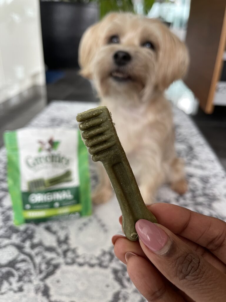 A Greenie dental treat is held in front of a small tan dog, Teddy