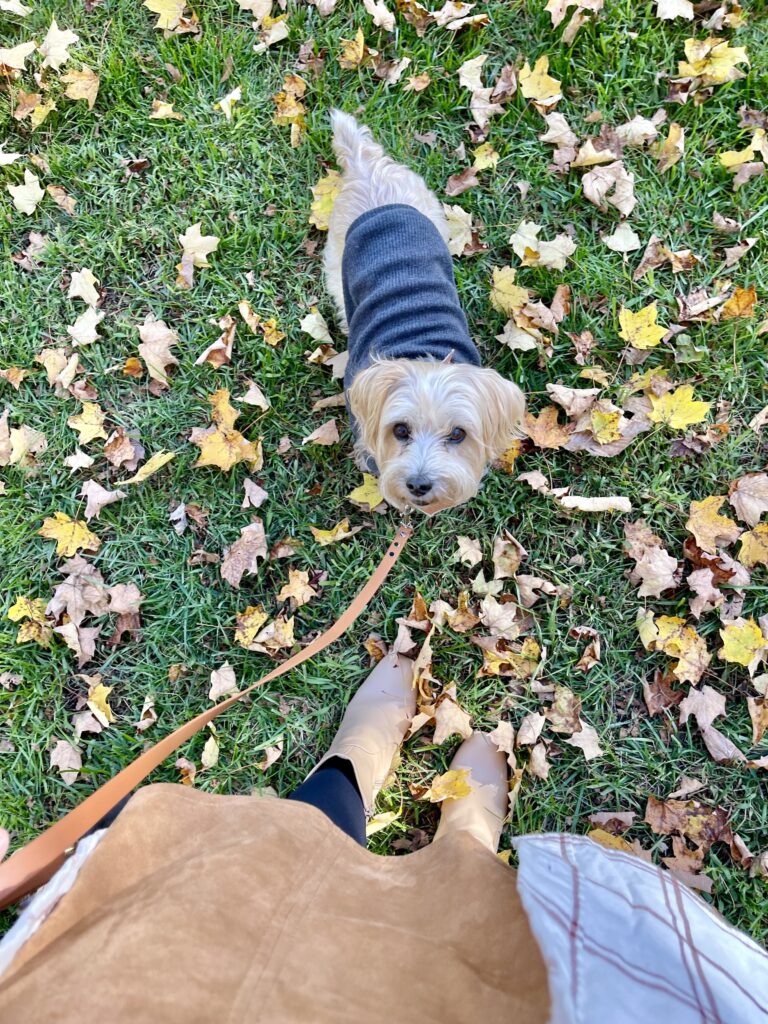 teddy, a small tan dog stands in a yard in Vermont with fall leaves