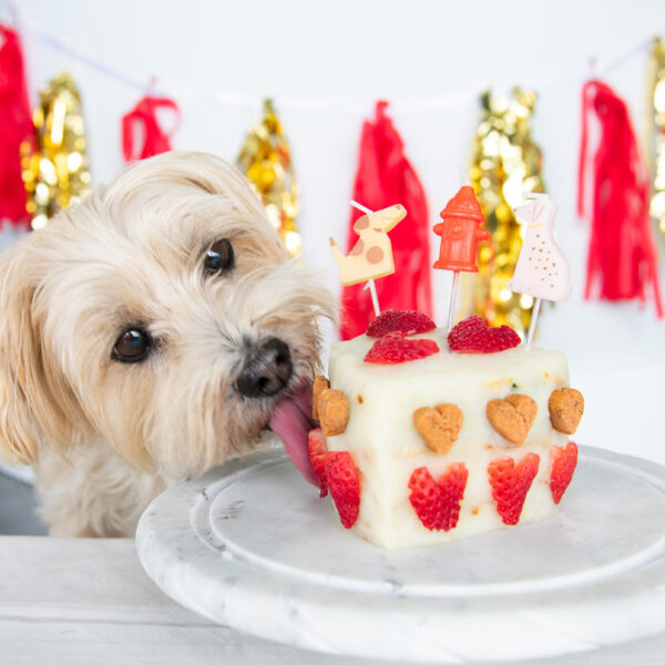 The Best Dog Birthday Cake Recipe Made With Meat
