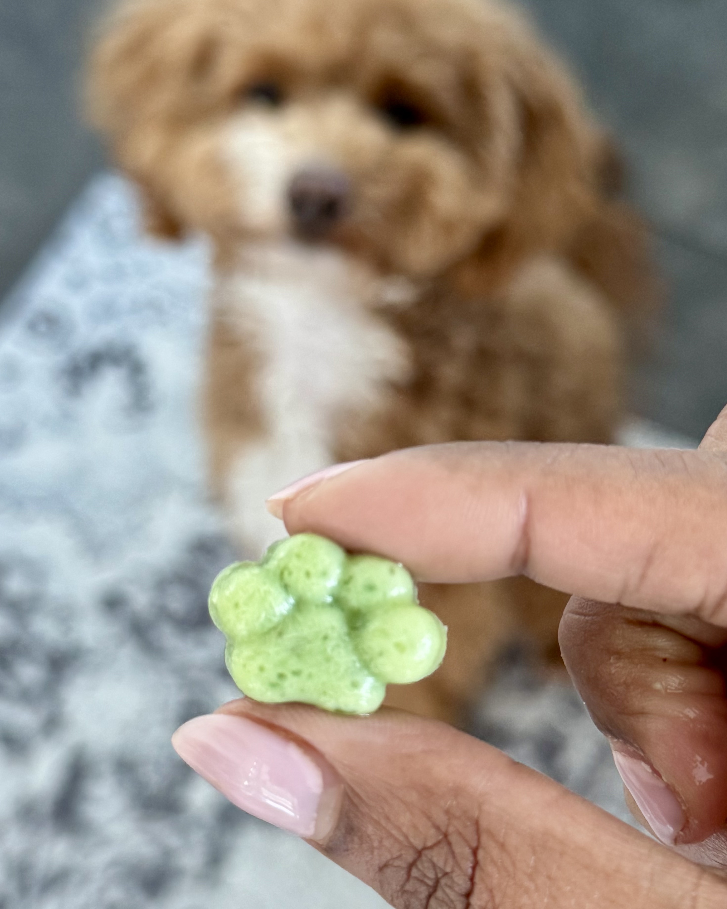 Homemade Gummy Dog Breath Mints For Fresh Doggy Breath