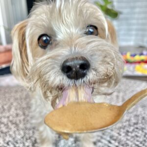 Teddy, a small tan dog is licking a spoon of peanut butter. his tongue is sticking out with peanut butter on it.